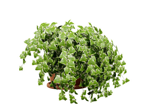 Golden Trio Plants 3D Модель