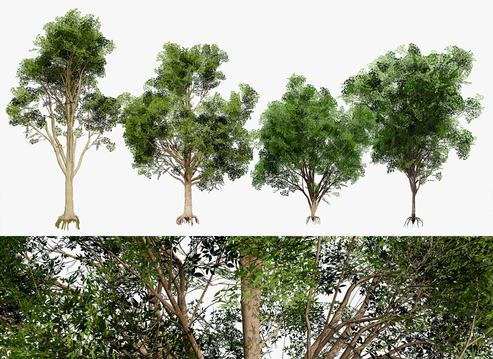 Burma Padauk Trees 3D 3D Model .c4d .max .obj .3ds .fbx .stl .blend