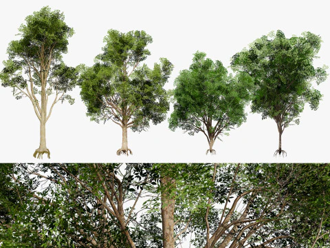 Birma Padauk-bomen 3D 3D Model