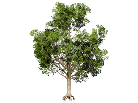 Burma Padauk Trees 3D 3D Model