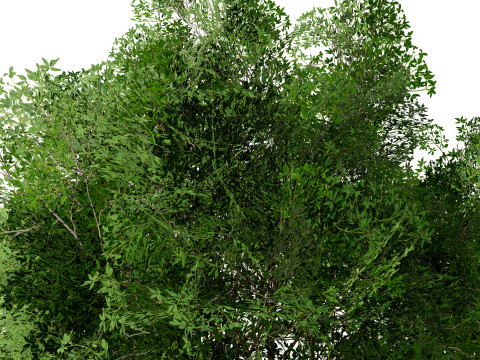 Burma Padauk Trees 3D 3D मॉडल