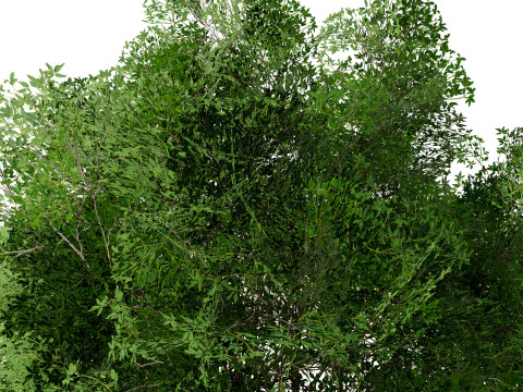 Burma Padauk Trees 3D 3D Model