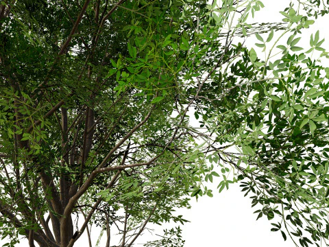 Burma Padauk Trees 3D 3D Model