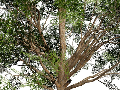 Burma Padauk Trees 3D 3D Model
