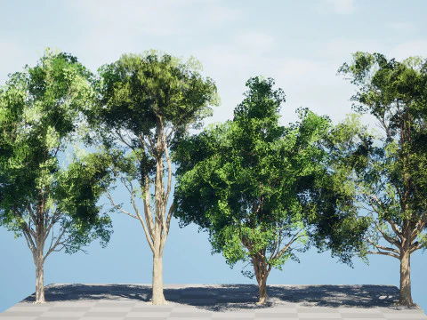 Burma Padauk Trees 3D 3D Model