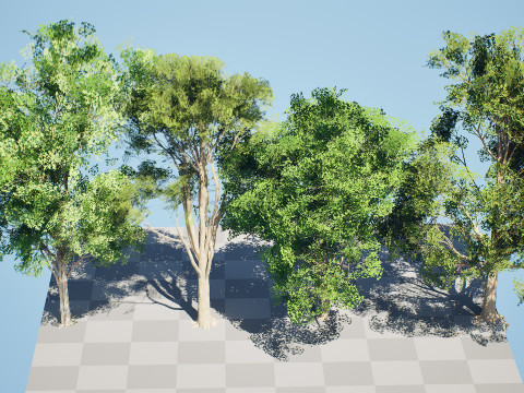 Burma Padauk Trees 3D 3D मॉडल