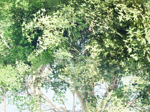 Burma Padauk Trees 3D 3D Model