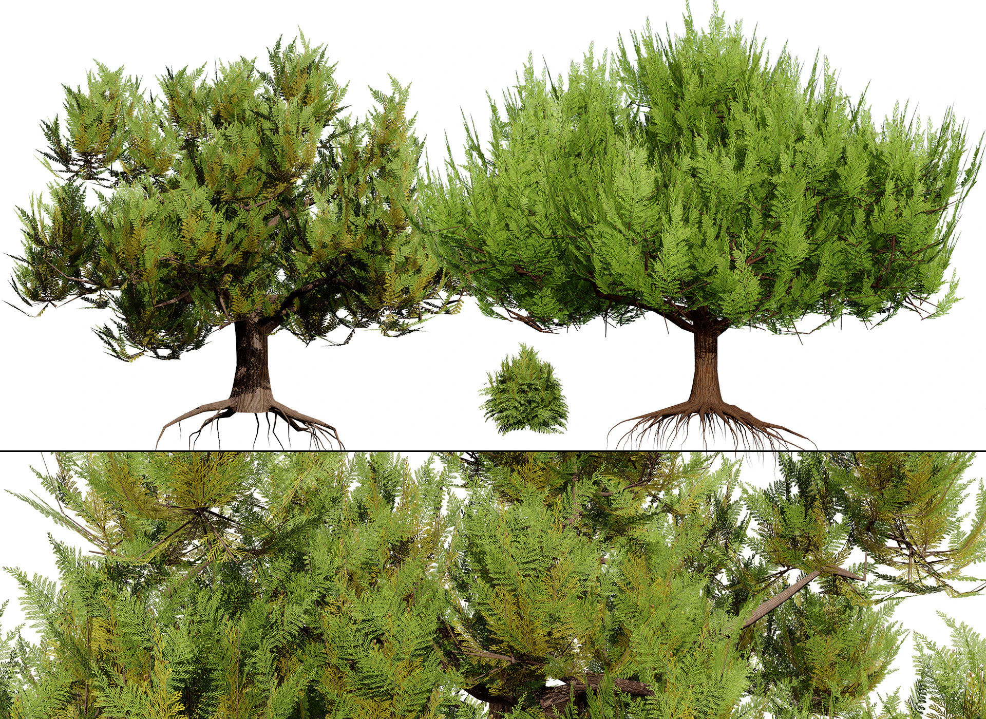 Pakiet Sosny Model 3D .c4d .max .obj .3ds .fbx .stl .blend