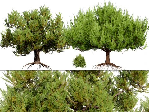 Пакет сосни 3D Модель