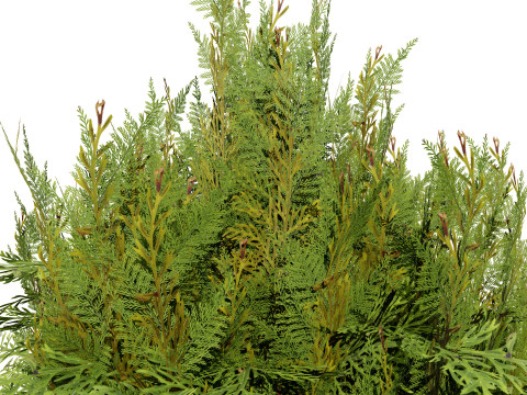 Pine Tree Pack Model 3D