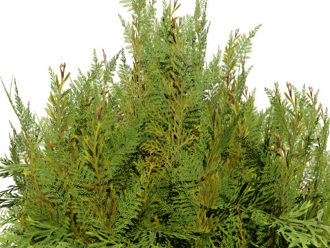 Pakiet Sosny Model 3D