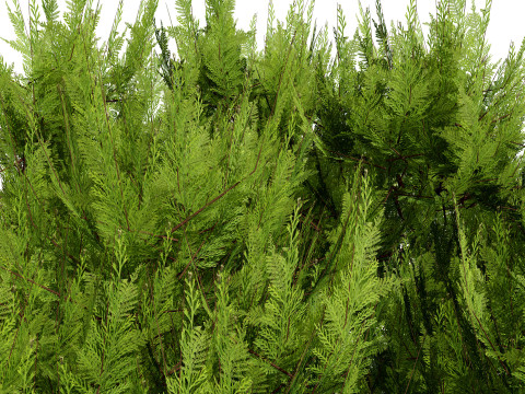 Pine Tree Pack Model 3D