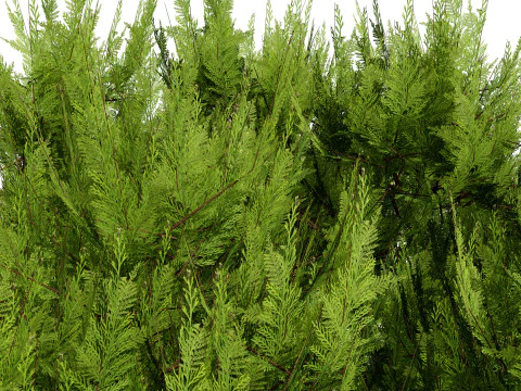 Pakiet Sosny Model 3D