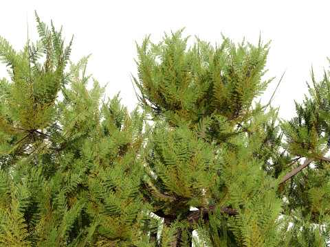 Pine Tree Pack Model 3D