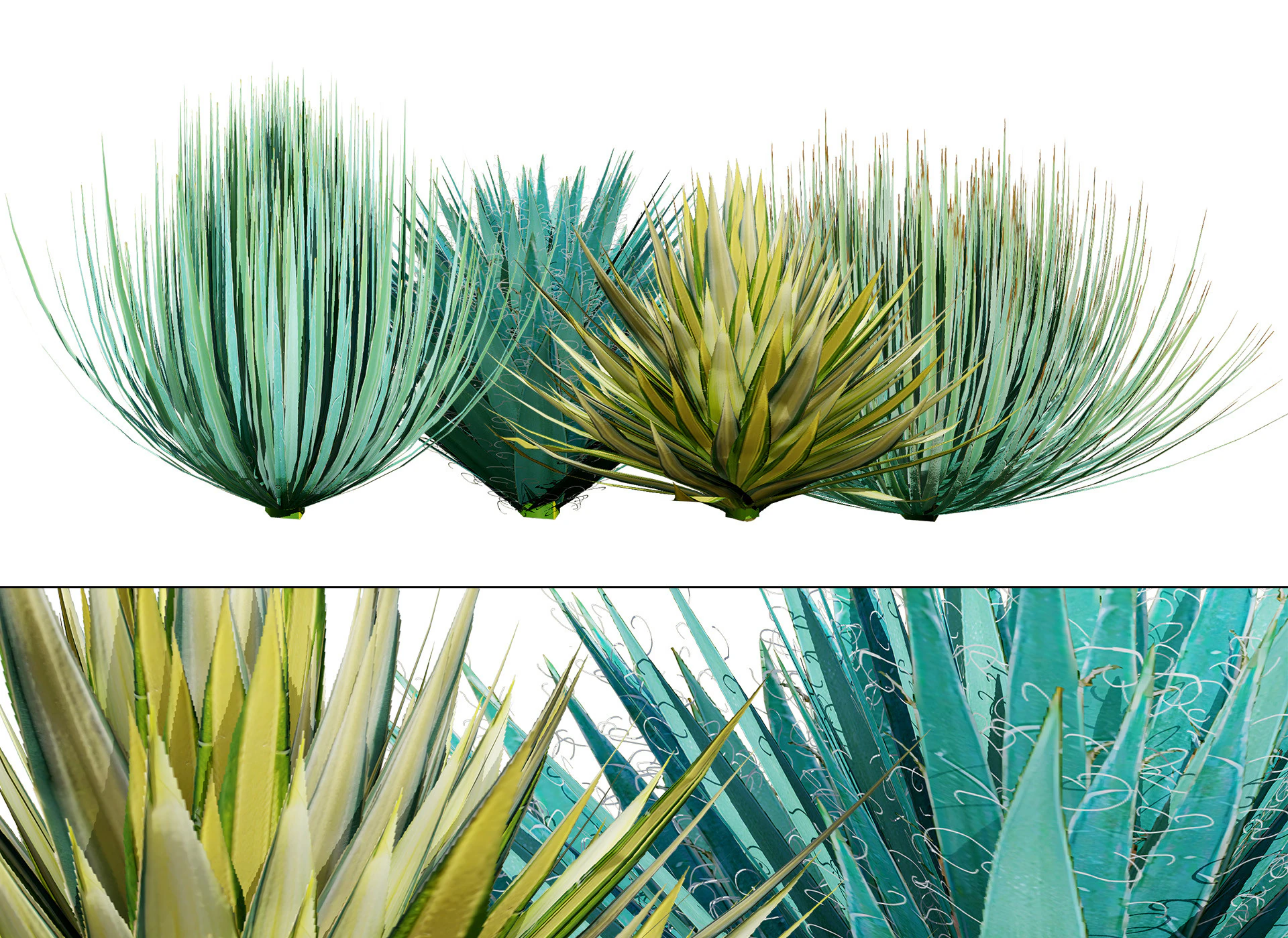 Yucca gloriosa 3D Model .c4d .max .obj .3ds .fbx .stl .blend
