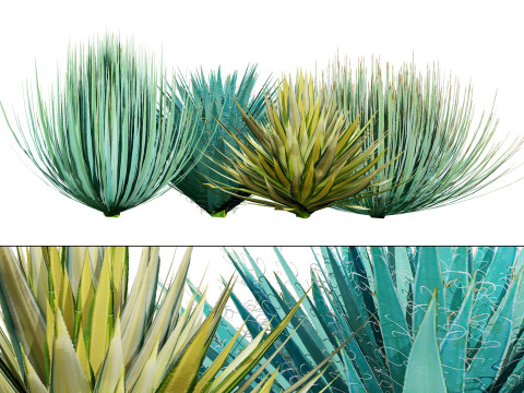 Yucca gloriosa 3D Model