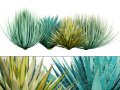 Yucca gloriosa 3D Model