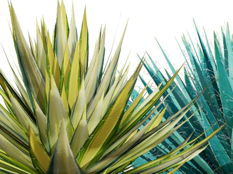 Yucca gloriosa 3D Model