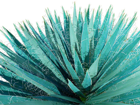 Yucca gloriosa 3D Model