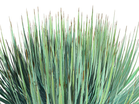 Yucca gloriosa 3D Model