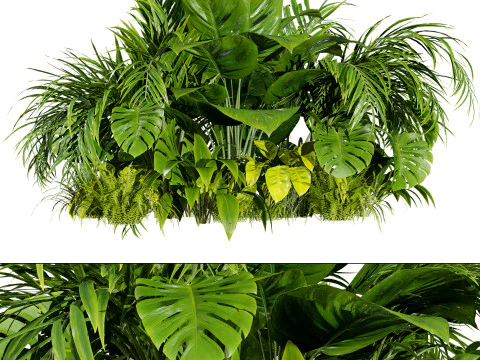 Tropical Plants Collection 3D Model