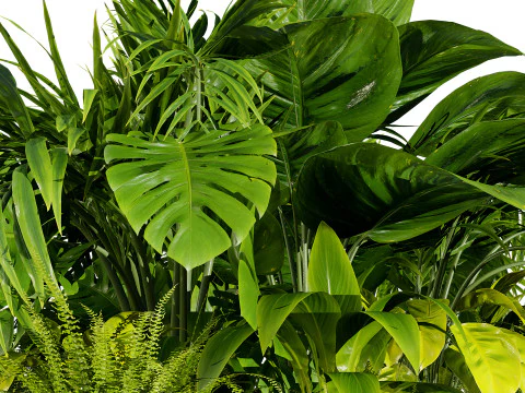 Tropical Plants Collection 3D Model