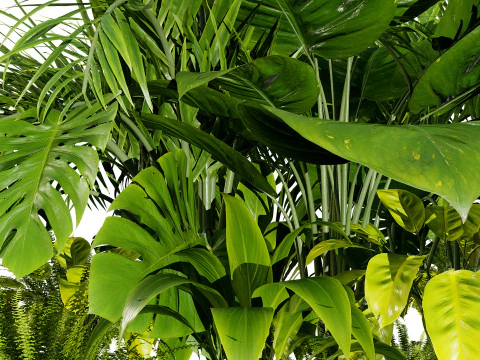 Tropical Plants Collection 3D Model