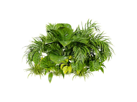 Tropical Plants Collection 3D Model