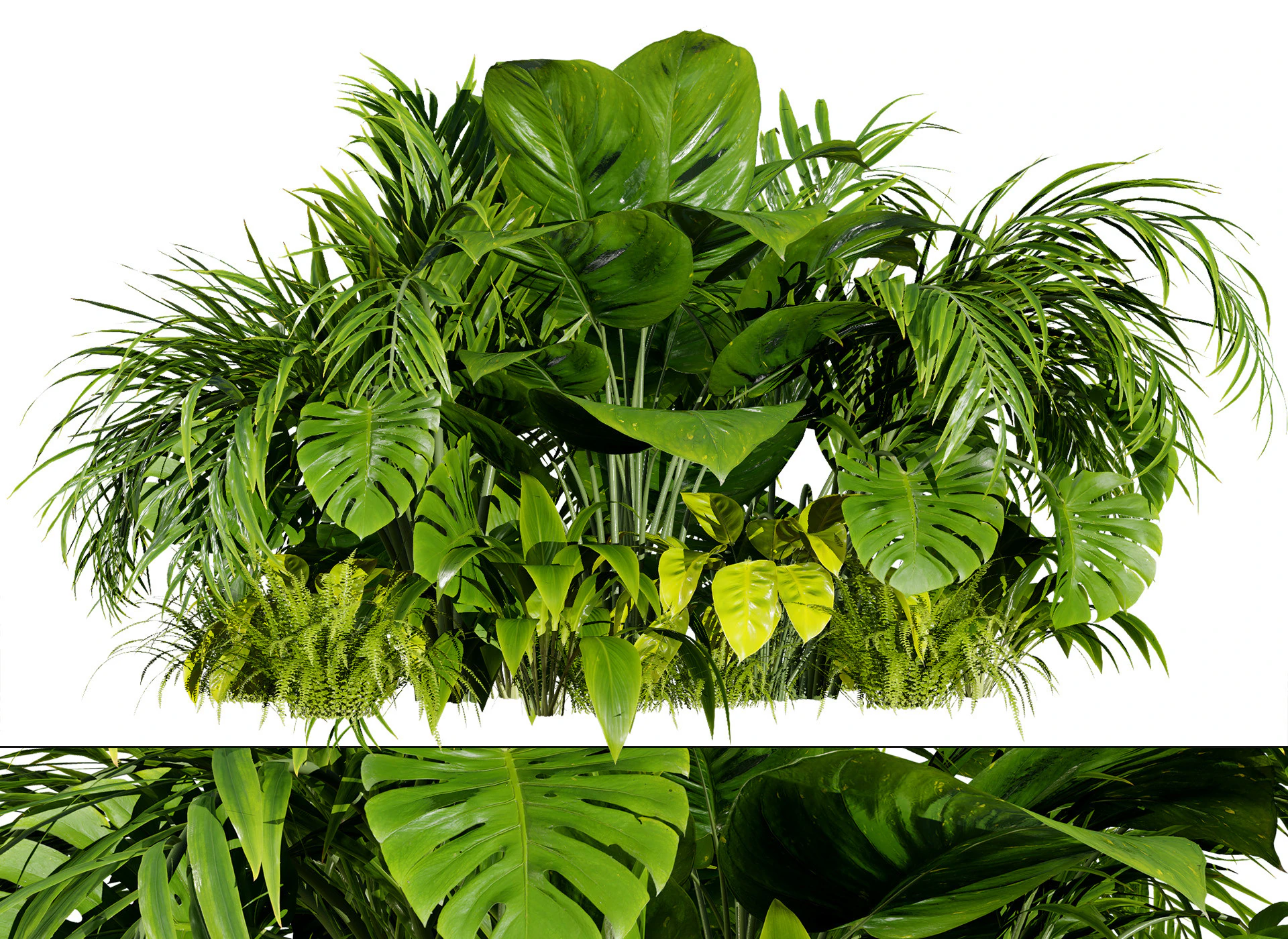 Tropical Plants Collection 3D Model .c4d .max .obj .3ds .fbx .stl .blend 