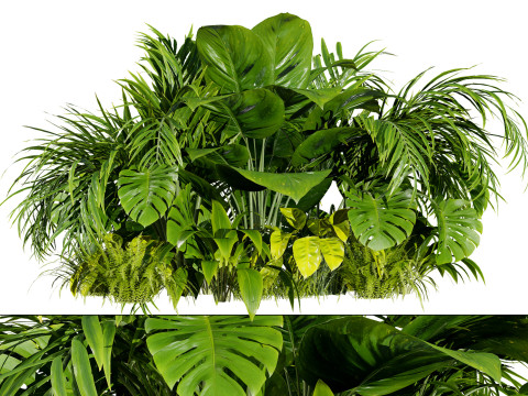 Tropical Plants Collection 3D 모델