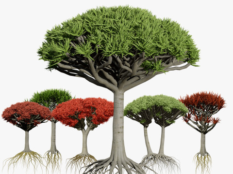Dragon Blood Tree Modelo 3D