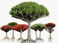 Dragon Blood Tree 3D Model