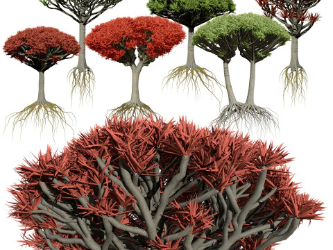 竜血樹 3Dモデル