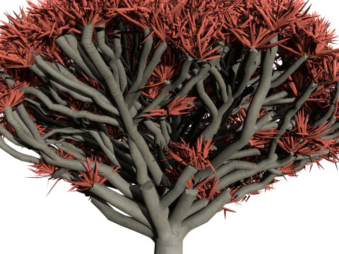 竜血樹 3Dモデル