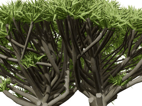 Дерево крові дракона 3D Модель