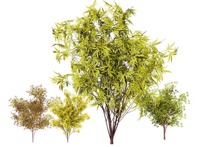 Japanese Maple Tree Model 3D-Modell .c4d .max .obj .3ds .fbx .stl .blend 