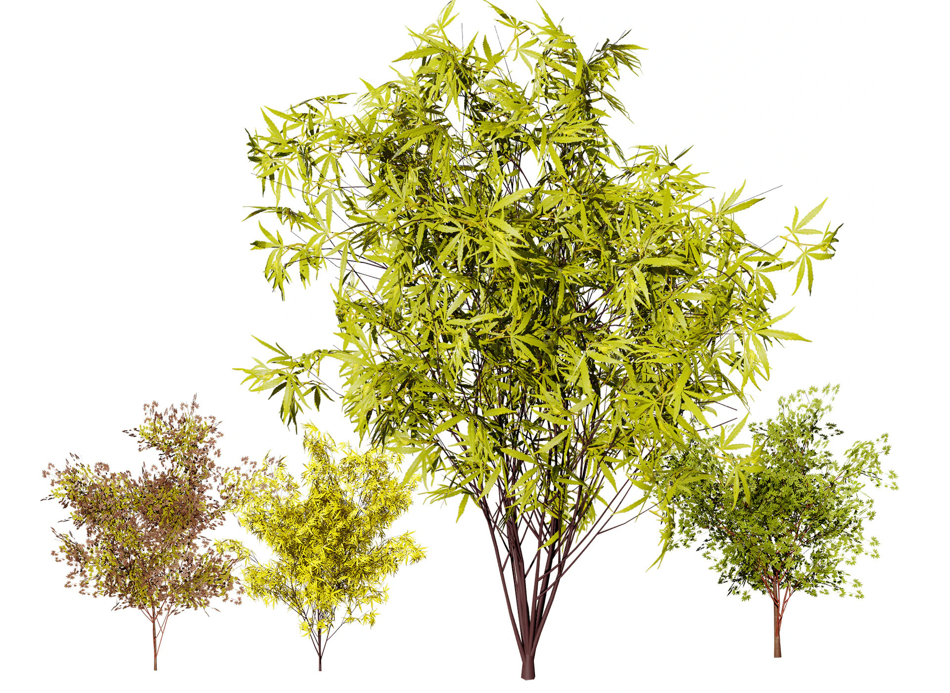 Japanese Maple Tree Model 3D Model .c4d .max .obj .3ds .fbx .stl .blend