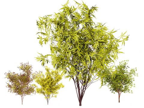 Модель японського клена 3D Модель