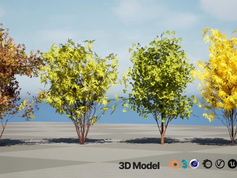 Japanese Maple Tree Model 3D Model