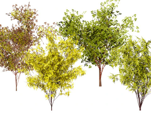 Japanese Maple Tree Model 3D Model