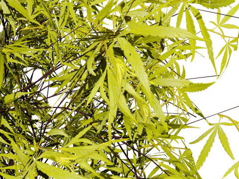 Japanese Maple Tree Model 3D Model