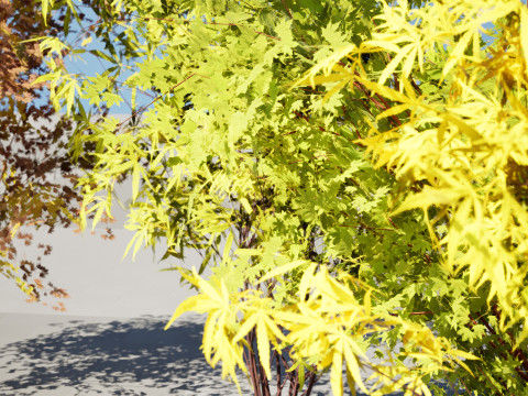 Japanese Maple Tree Model 3D-Modell