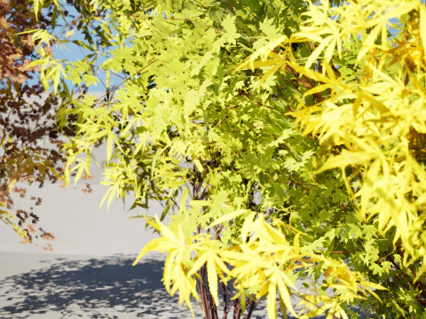 Japanese Maple Tree Model 3D Model