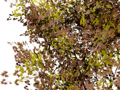 Japanese Maple Tree Model 3D Model