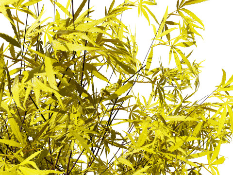 Japanese Maple Tree Model 3D-Modell