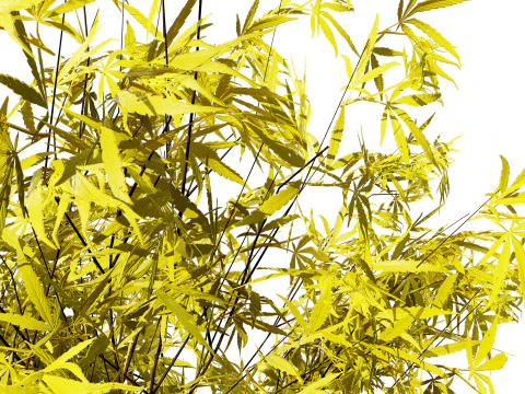 Japanese Maple Tree Model 3D Model