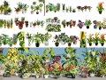 Houseplants 3d low-poly Assets 3D मॉडल