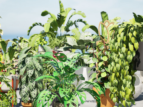 Houseplants 3d low-poly Assets 3D Модель