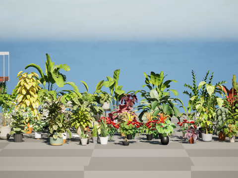 Houseplants 3d low-poly Assets 3D Модель
