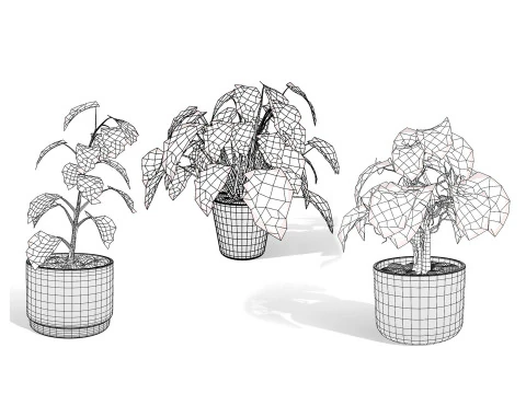 Houseplants 3d low-poly Assets 3D Model
